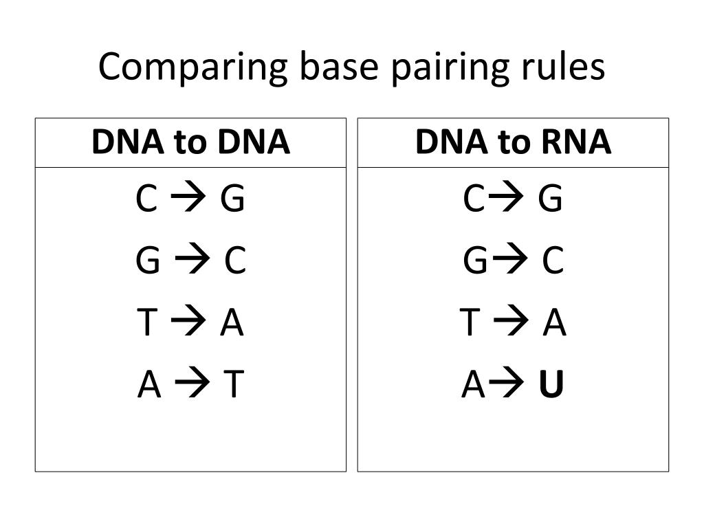 what are the dna base pairing rules what are the dna base pairing rules