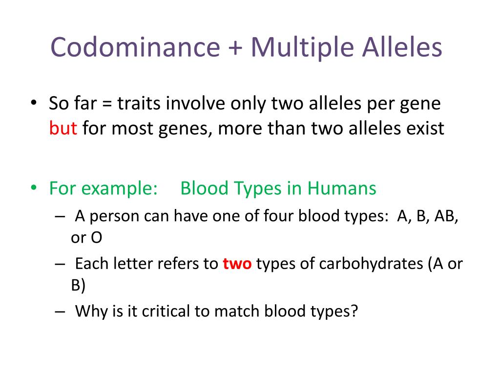 alleles example