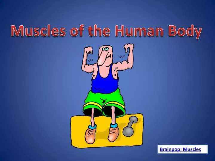 PPT Muscles of the Human Body PowerPoint Presentation ID2486945