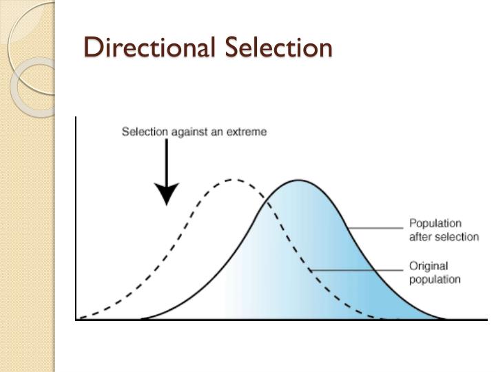 PPT Modes of Natural Selection PowerPoint Presentation ID2488214