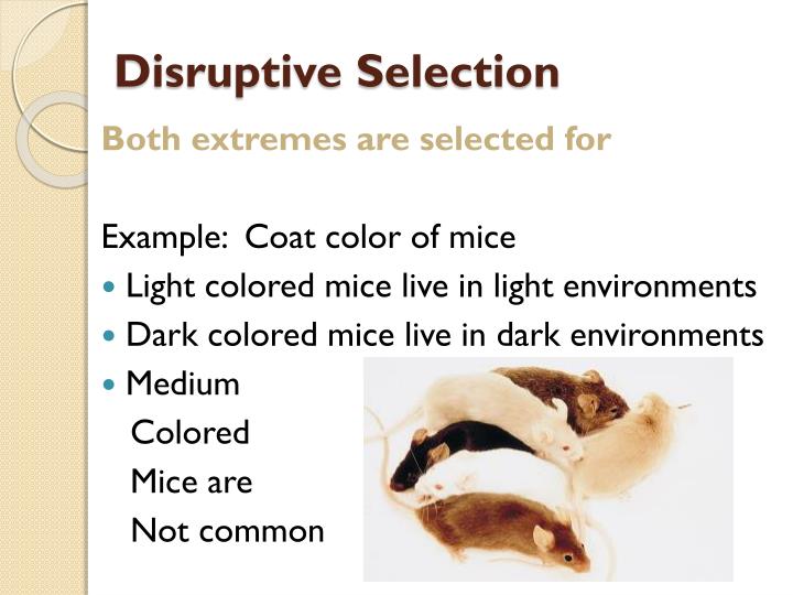disruptive selection