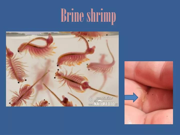 all about brine shrimp