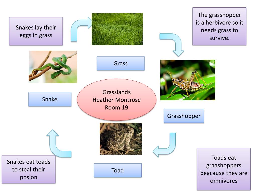PPT - The Interconnected Ecosystem of Grasslands: Grasshoppers, Snakes ...