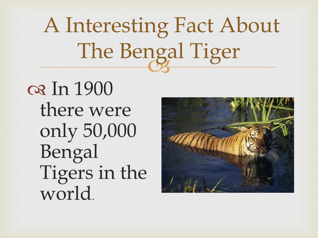 Interesting Facts About Bengal Tiger, 385