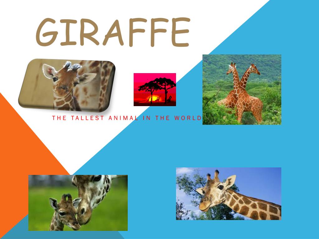 PPT - giraffe PowerPoint Presentation, free download - ID:2492843