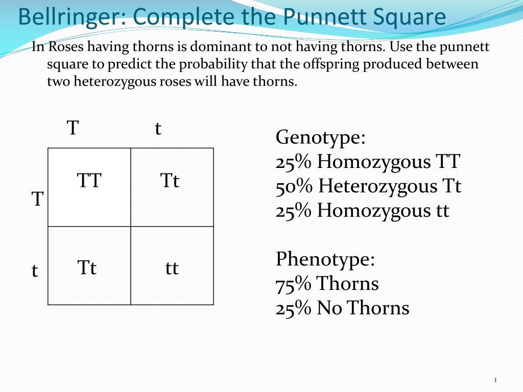 PPT Bellringer Complete The Punnett Square PowerPoint Presentation 