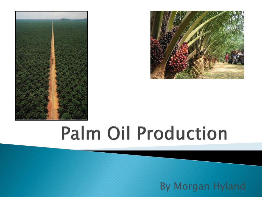 business plan on oil palm production