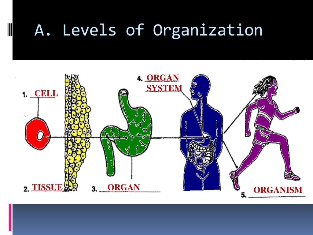 level of organization in the body