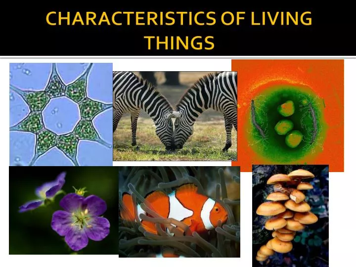 powerpoint presentation on characteristics of living things