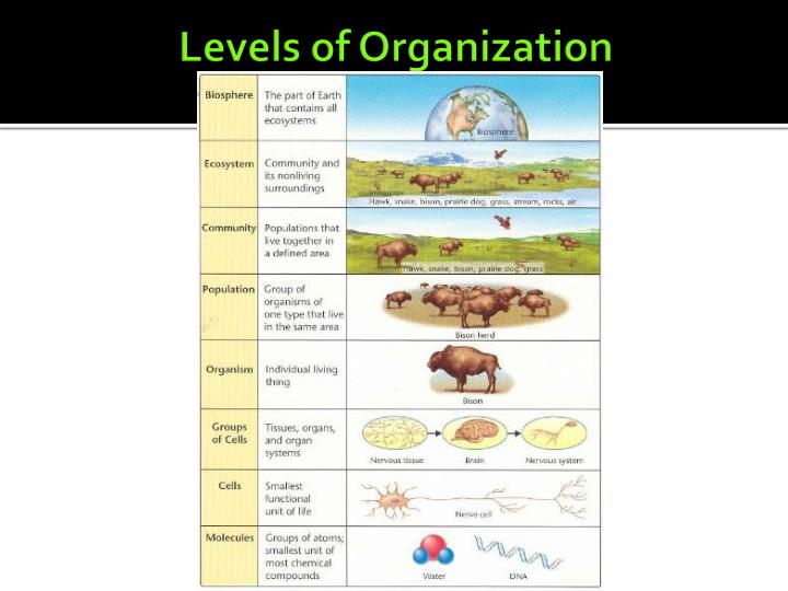 PPT CHARACTERISTICS OF LIVING THINGS PowerPoint Presentation ID2493639