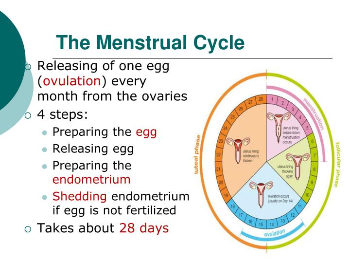 Ppt The Menstrual Cycle Powerpoint Presentation Id2493663 3540