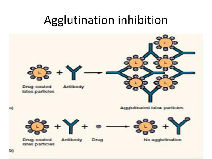 PPT Antigen antibody reactions PowerPoint Presentation ID2494521
