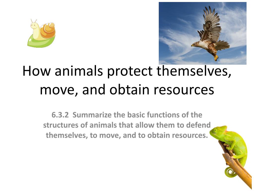 PPT - How animals protect themselves, move, and obtain resources PowerPoint Presentation - ID:2494552 PPT - How animals protect themselves, move, and obtain resources PowerPoint Presentation - ID:2494552