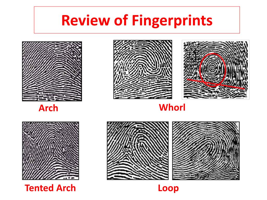 tented arch fingerprint tented arch fingerprint
