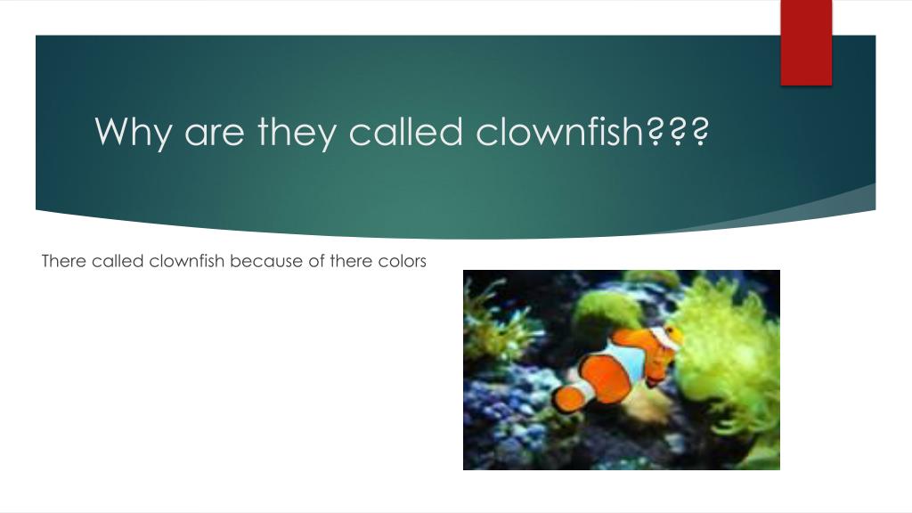 Ppt clownfish powerpoint presentation free download id 2498080