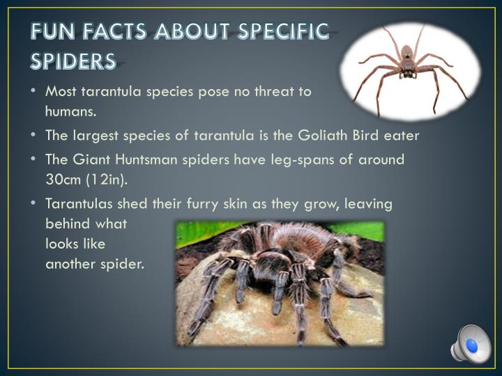 PPT A Study on Spiders PowerPoint Presentation ID2499225