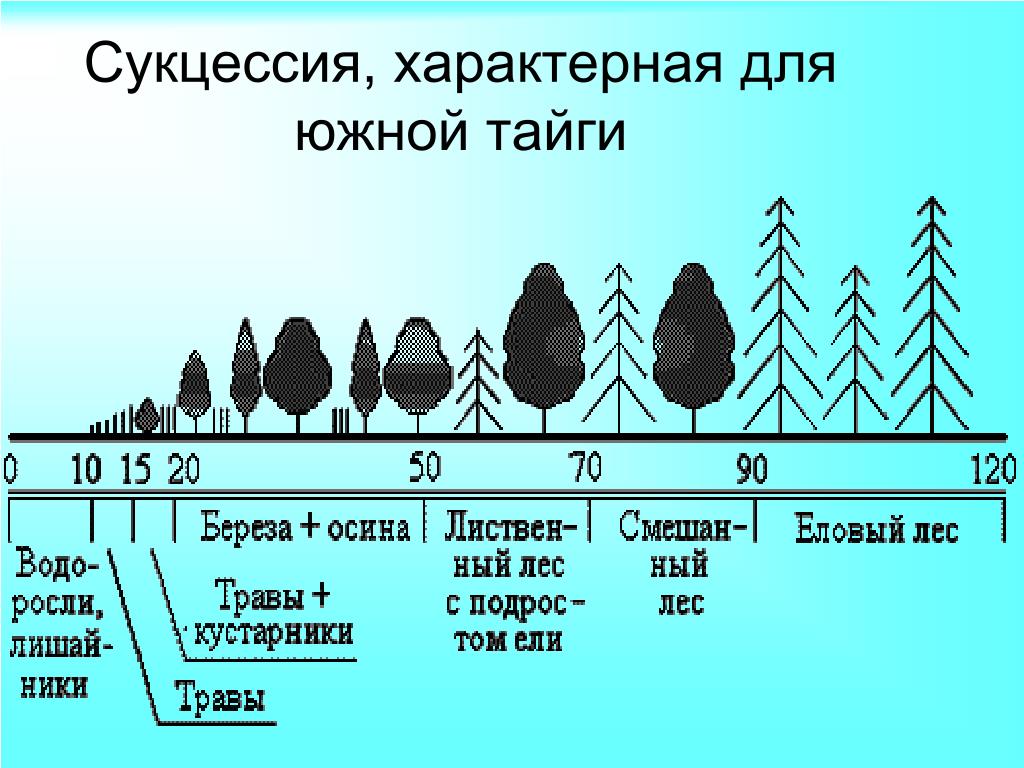 Установите последовательность смены биогеоценозов. Этапы смены сукцессий. Возникновение первичной сукцессии. Сукцессия Южной тайги. Первичная экологическая сукцессия.