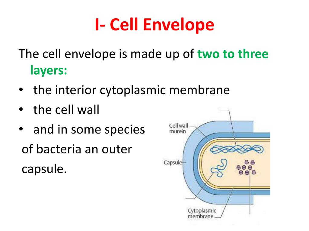PPT BACTERIA PowerPoint Presentation, free download ID2499619