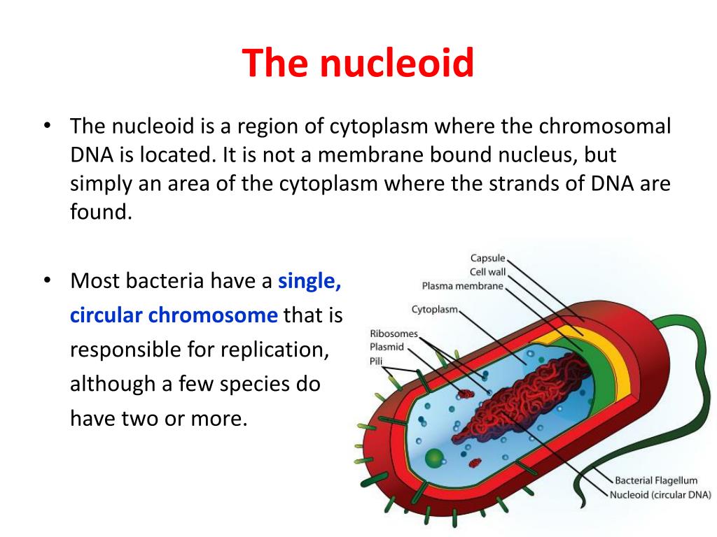 PPT BACTERIA PowerPoint Presentation Free Download ID 2499619 PPT BACTERIA PowerPoint Presentation Free Download ID 2499619