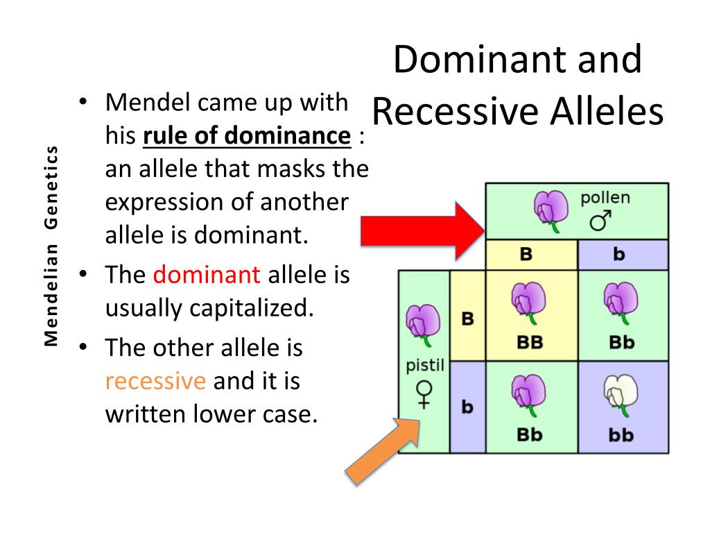 Ppt What Is Genetics Powerpoint Presentation Free Download Id2500139 2260