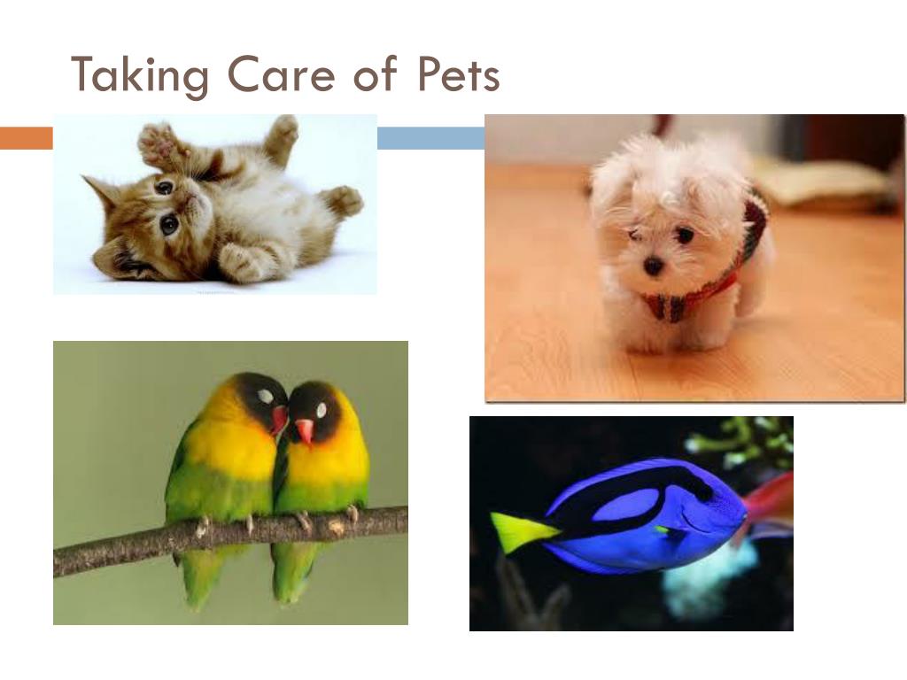 4 pets care. Презентация take Care of Pets. Презентации на тему Pets. Taking Care of Pets. Take Care of Pet.