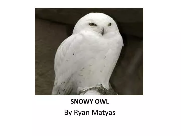 snowy owl n.