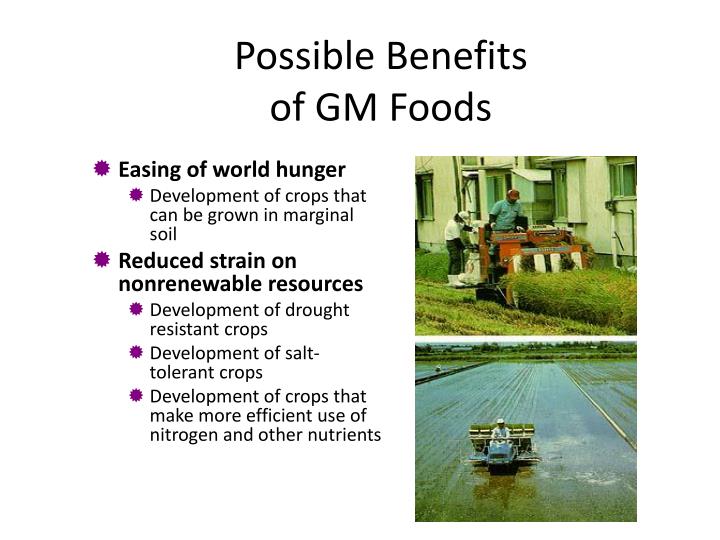gm foods and world hunger gm foods and world hunger
