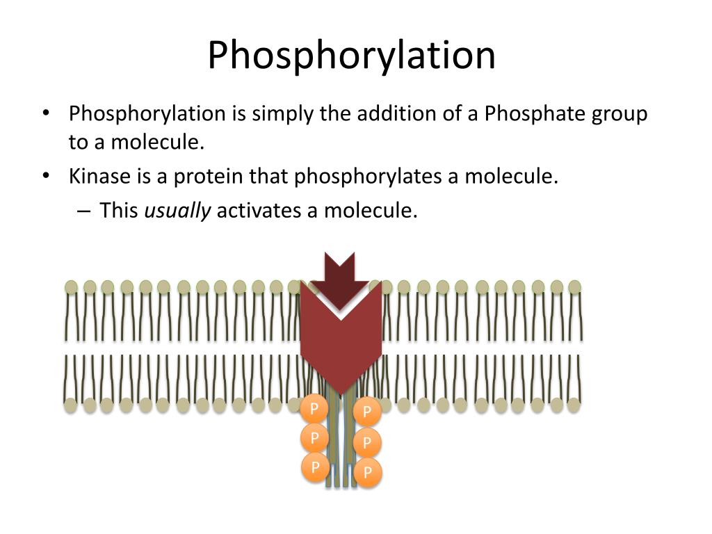 Signaling Pathways PowerPoint Presentation, free download Biology Diagrams