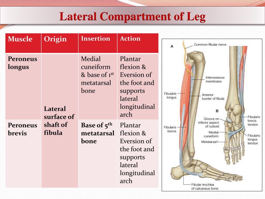 leg compartments of leg leg compartments of leg