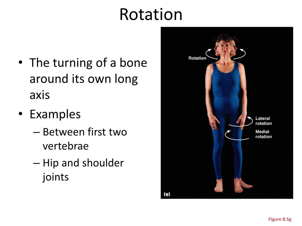 PPT - Synovial Joint Movements PowerPoint Presentation, free download