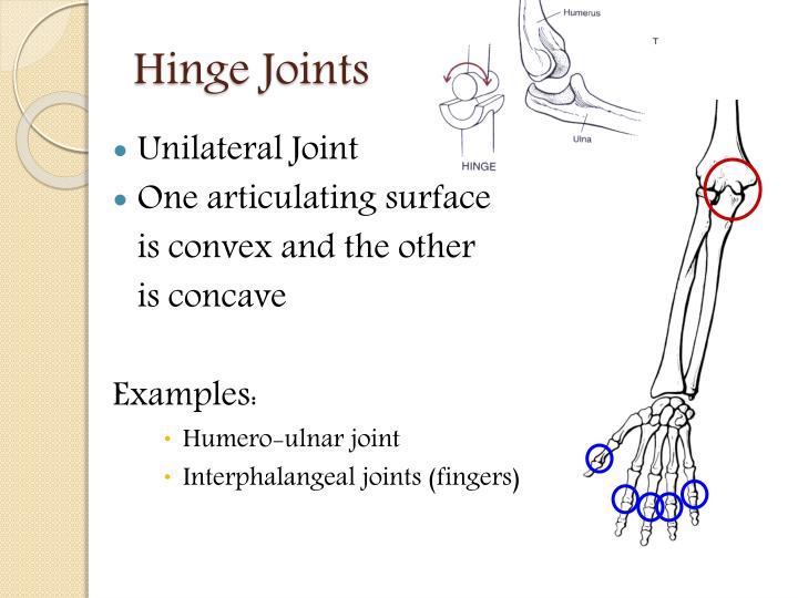 Definition Of Hinge Joint In Hindi at Sarah Nevarez blog