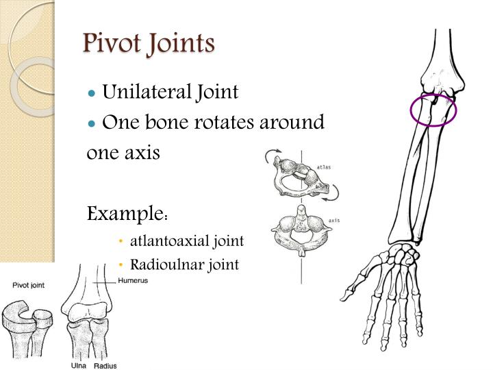 Joint Anatomy Examples Types Of Joints In The Human Body VOUK