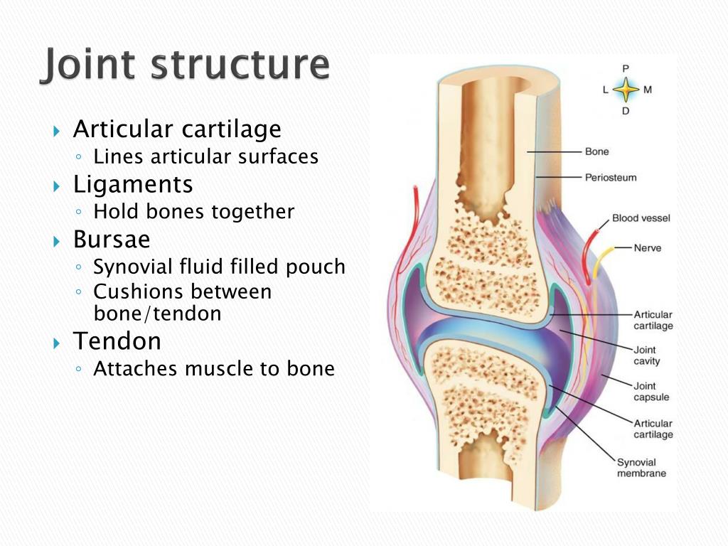 PPT Structure Of Synovial Joints PowerPoint Presentation Free 
