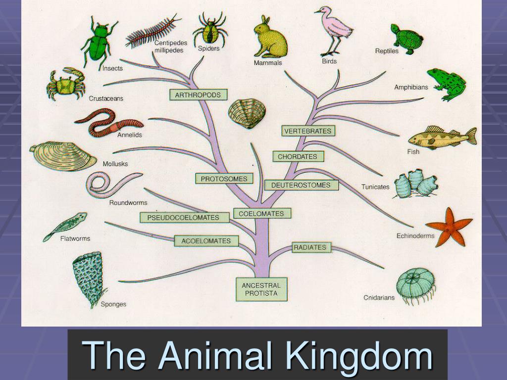 PPT - The Animal Kingdom PowerPoint Presentation, free download - ID:2505195