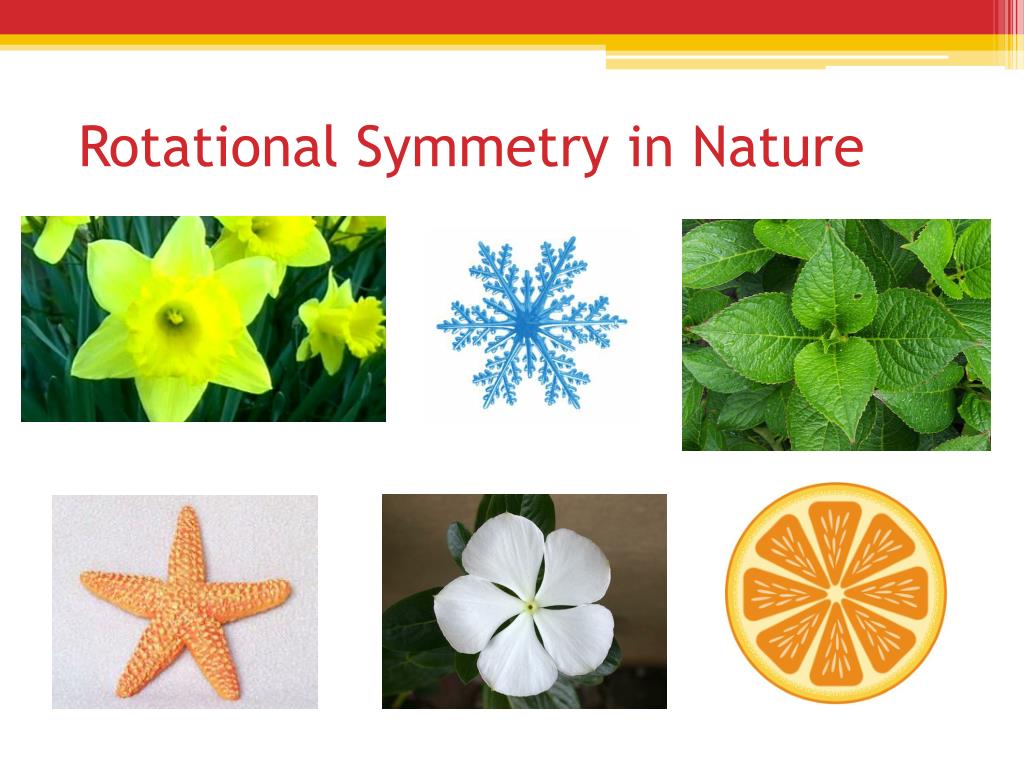 rotational symmetry in nature