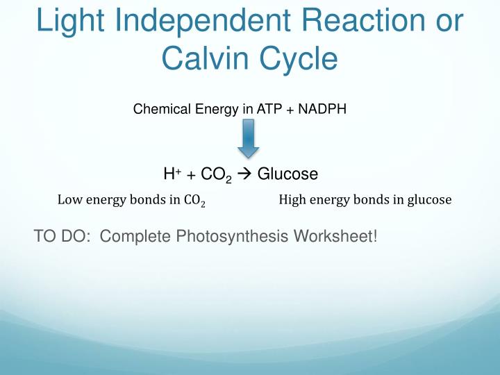 the light independent reaction a k a the calvin Co2 diffuses into the chloroplast and combines with rubp to form a 6-carbon sugar the 6-carbon sugar immediately splits into 2 molecules of pga the pga then takes an h from nadph and a p from atp and becomes pgal some pgal is. the light independent reaction a k a the calvin Co2 diffuses into the chloroplast and combines with rubp to form a 6-carbon sugar the 6-carbon sugar immediately splits into 2 molecules of pga the pga then takes an h from nadph and a p from atp and becomes pgal some pgal is.