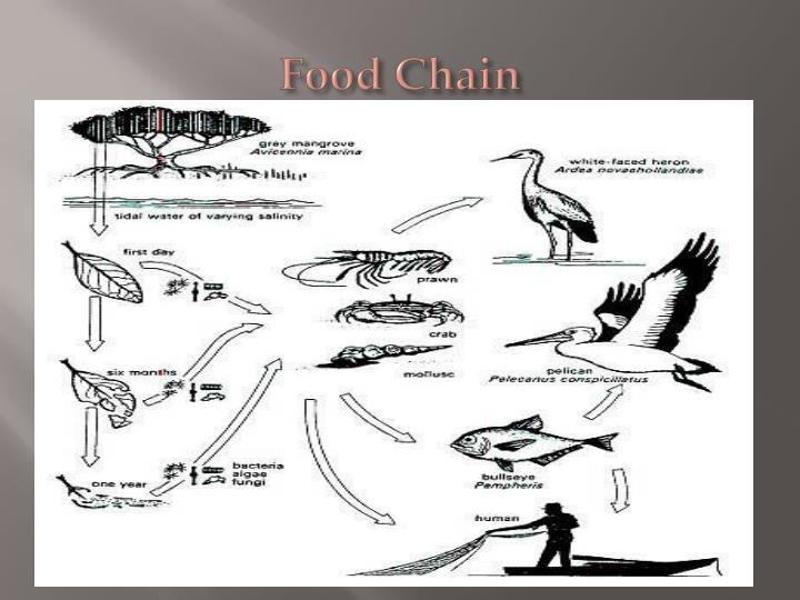 Mangrove Swamps PowerPoint Presentation Biology Diagrams
