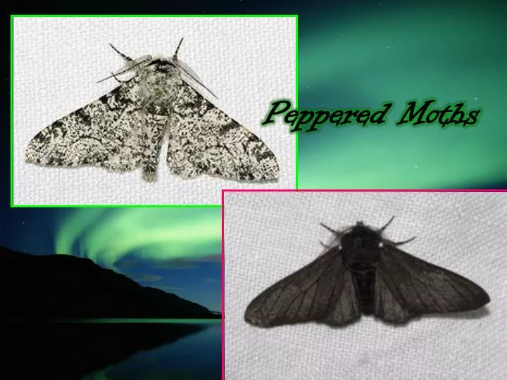 peppered moths n.