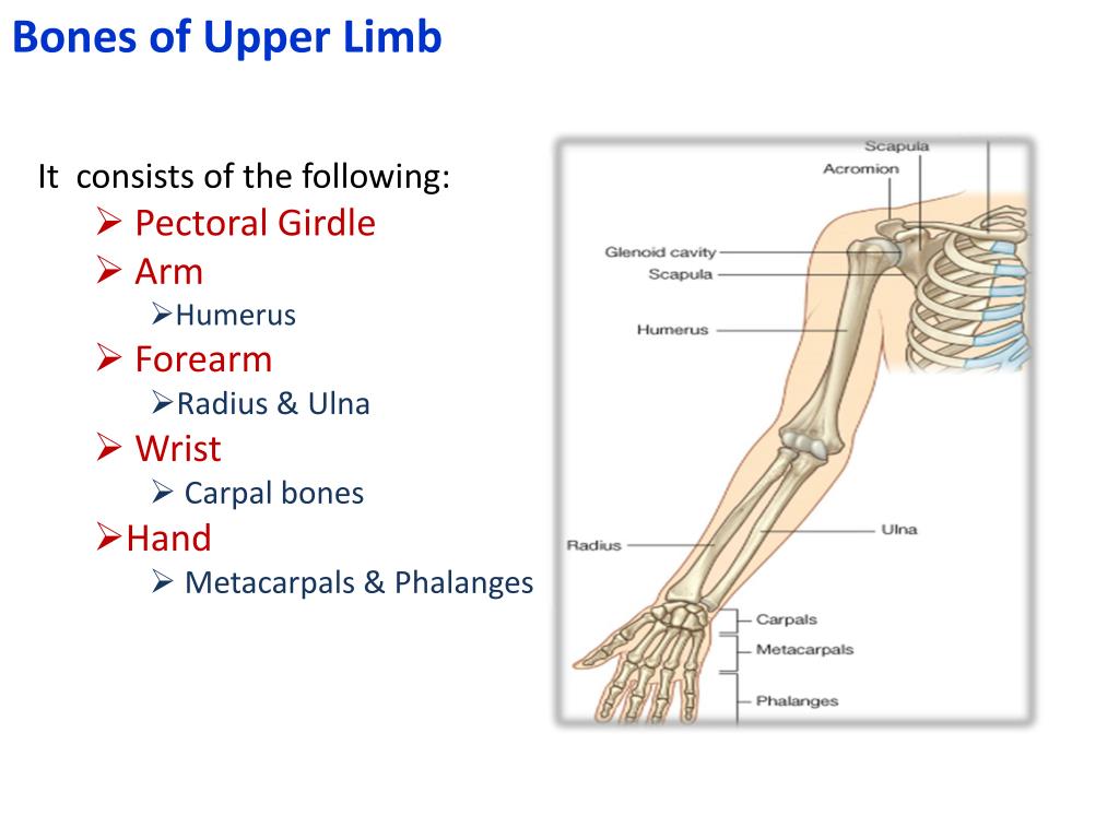 Consists of the first. Upper Limb Bones. Кости руки. The structure of the Bones of the Upper Limb. Upper Limb consists of the Upper Arm.