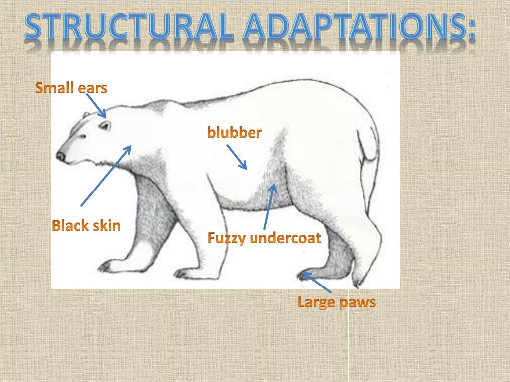 Polar Bear Behavioral Adaptations BLKXFS