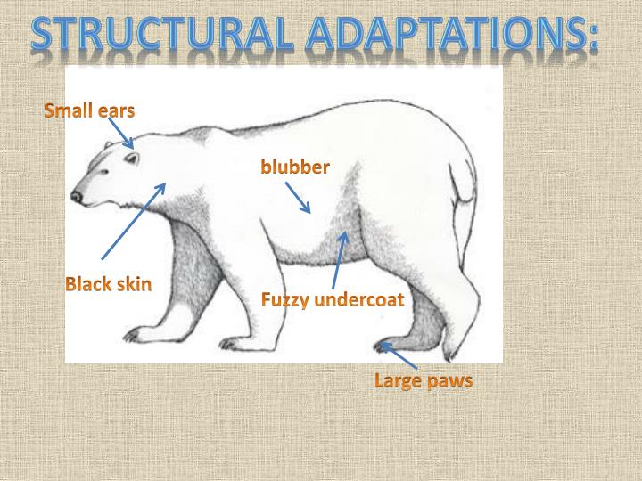 PPT Structural and Behavioral Adaptations Of the Polar Bear