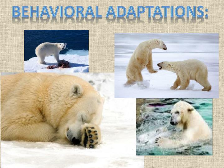 PPT Structural and Behavioral Adaptations Of the Polar Bear