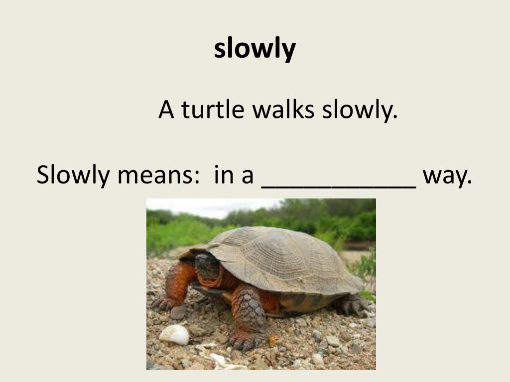 Slow meaning. Slowly. Tortoise walk перевод на русский. Slowly slowly very slowly Snail. A Tortoise can walk flaschcard.