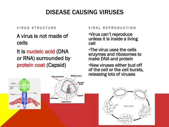 disease causing viruses n.