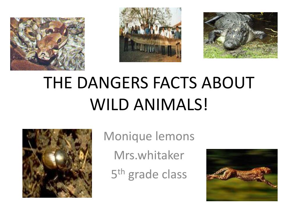 PPT - THE DANGERS FACTS ABOUT WILD ANIMALS! PowerPoint Presentation, free download - ID:2510736 PPT - THE DANGERS FACTS ABOUT WILD ANIMALS! PowerPoint Presentation, free download - ID:2510736