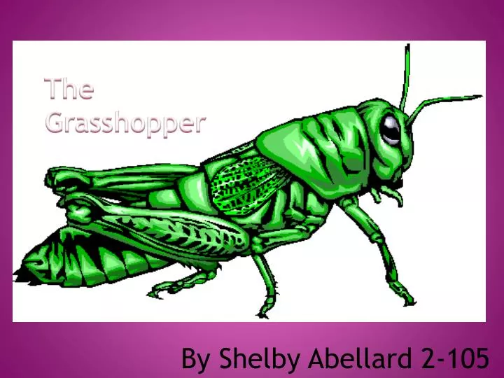 the grasshopper n.