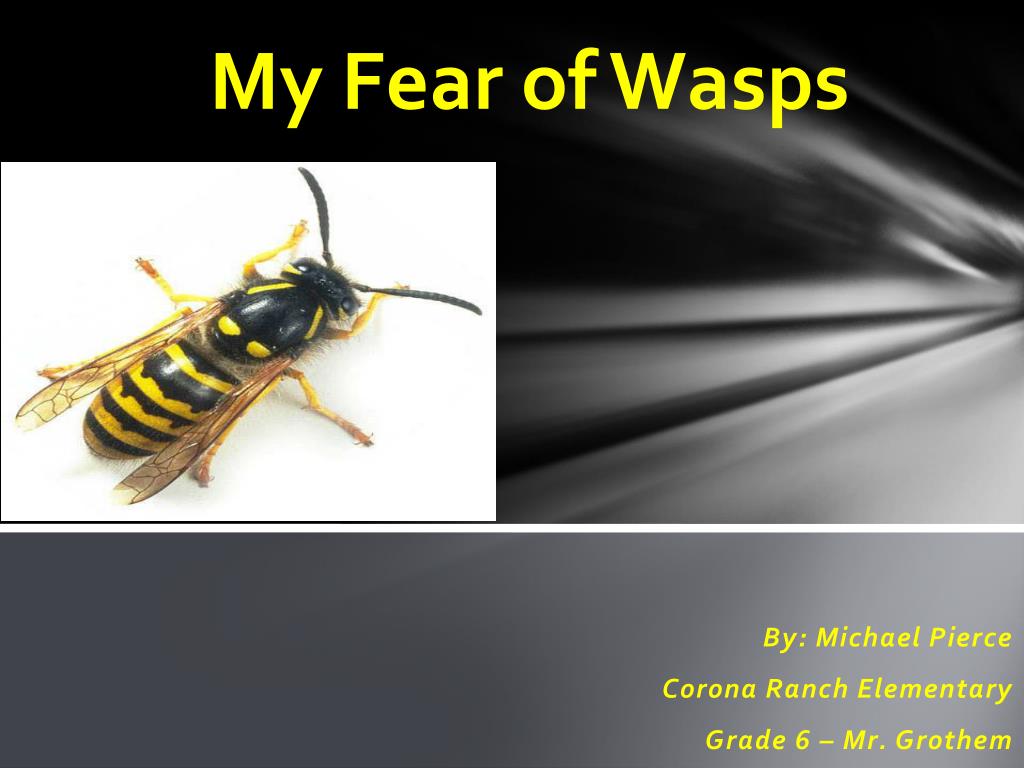 PPT - My Fear of Wasps PowerPoint Presentation, free download - ID:2513187