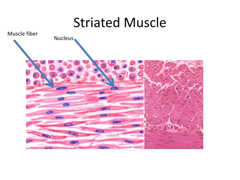 PPT - Striated Muscle PowerPoint Presentation, free download - ID:2513807