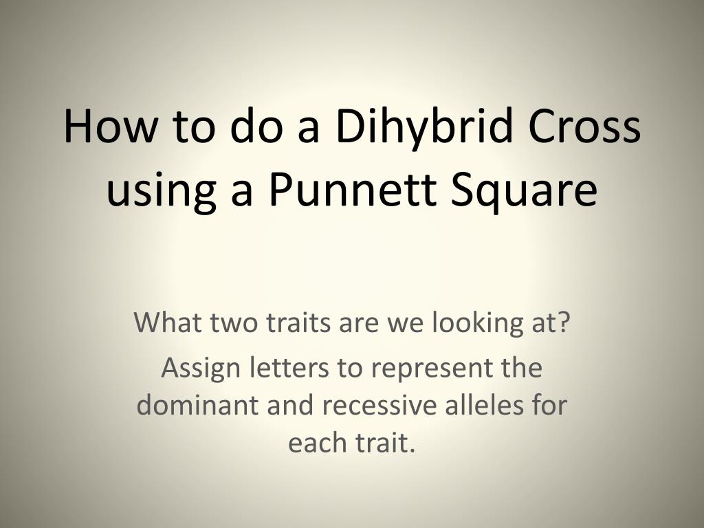 PPT - How to do a Dihybrid Cross using a Punnett Square PowerPoint Presentation - ID:2513901