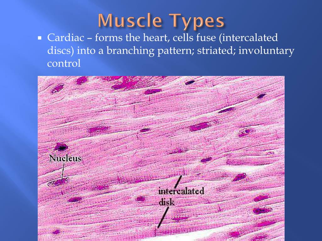 muscle fiber desity vs skeleton armor muscle fiber desity vs skeleton armor